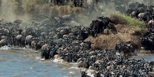 4 DAYS MASAI MARA GROUP SAFARI